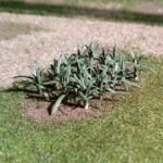 Tasma Leeks 0985 (12)