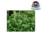 Tasma Nettles